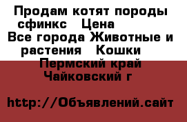 Продам котят породы сфинкс › Цена ­ 4 000 - Все города Животные и растения » Кошки   . Пермский край,Чайковский г.